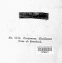 Coryneum disciforme image